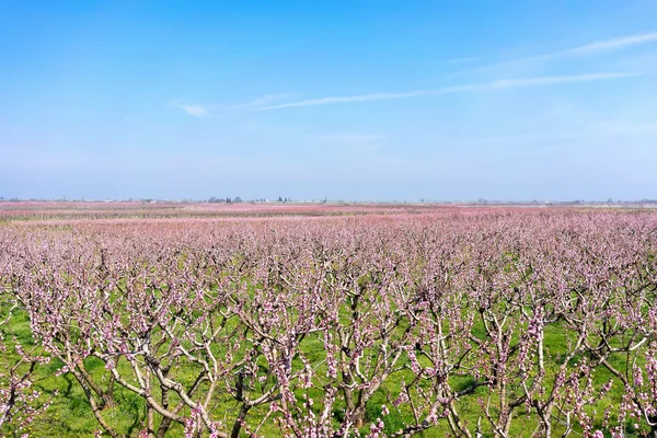 Orchard broskvoní kvetly na jaře — Stock fotografie