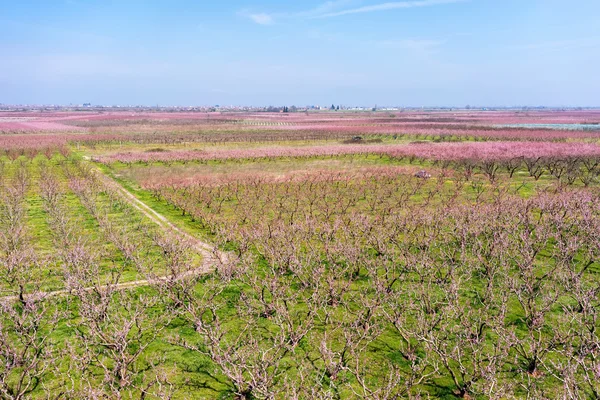 Orchard broskvoní kvetly na jaře — Stock fotografie