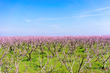 Orchard şeftali ağaçlarının baharda çiçek açmış.