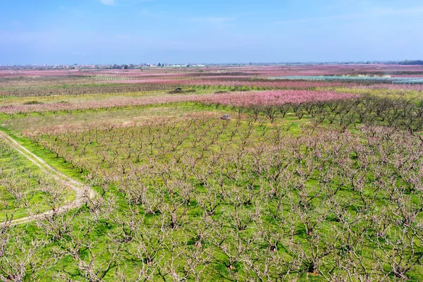 Сад персикових дерев, розквітлих навесні — стокове фото