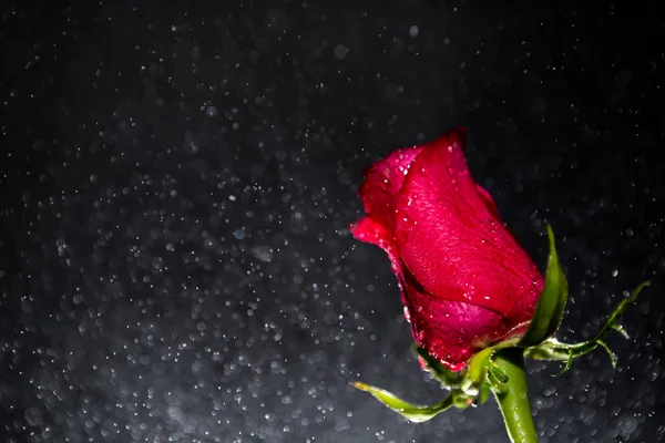 Rosa rossa e sfondo di bokeh — Foto Stock