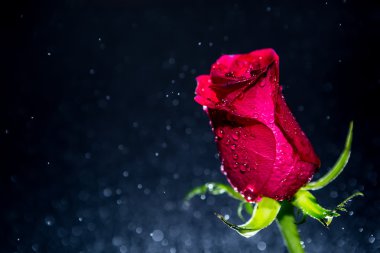 kırmızı gül ve bokeh arka plan