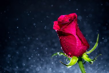 kırmızı gül ve bokeh arka plan