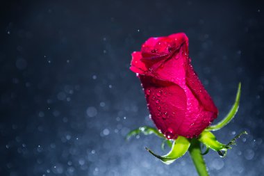 kırmızı gül ve bokeh arka plan