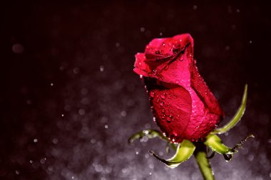 kırmızı gül ve bokeh arka plan