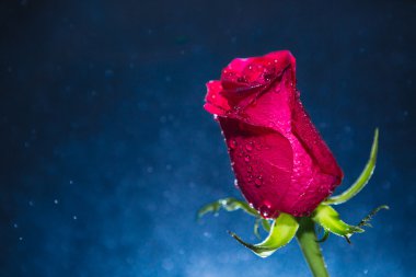 kırmızı gül ve bokeh arka plan