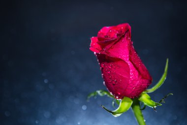 kırmızı gül ve bokeh arka plan