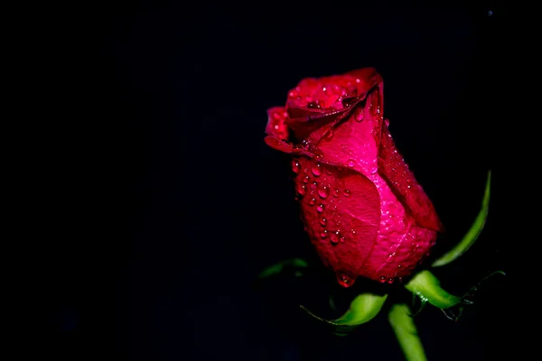 Rosa rossa e sfondo di bokeh — Foto Stock