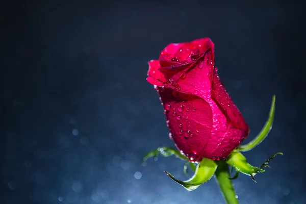 Rote Rose und Hintergrund von Bokeh — Stockfoto