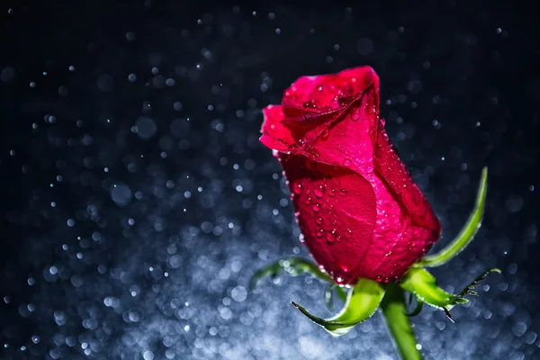 Красная роза и фон боке — стоковое фото