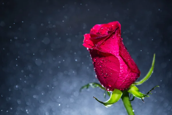 Rosa rossa e sfondo di bokeh — Foto Stock