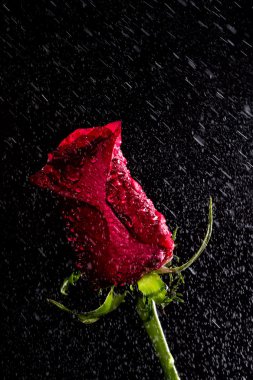 Su damlalı kırmızı gül