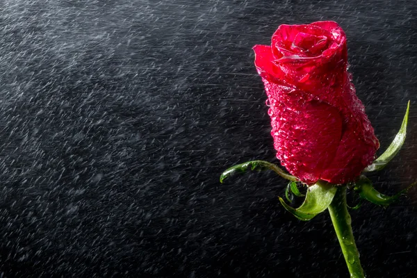 Rosa rossa con gocce d'acqua — Foto Stock