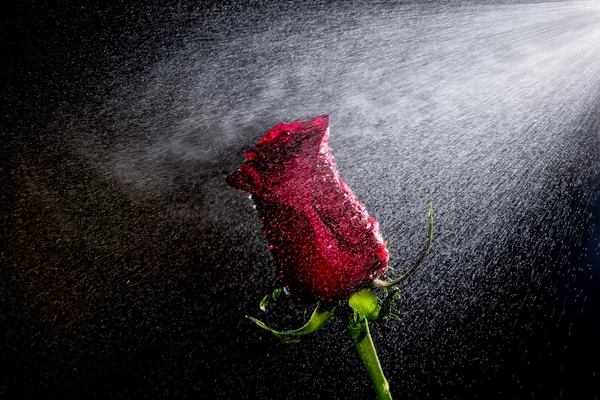 Czerwona róża z kroplami wody — Zdjęcie stockowe