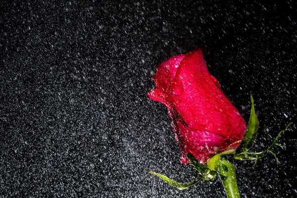 붉은 장미 물 방울 — 스톡 사진