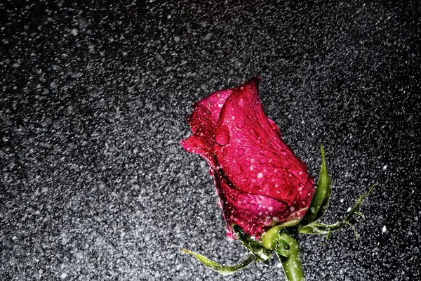 Rosa rossa con gocce d'acqua — Foto Stock