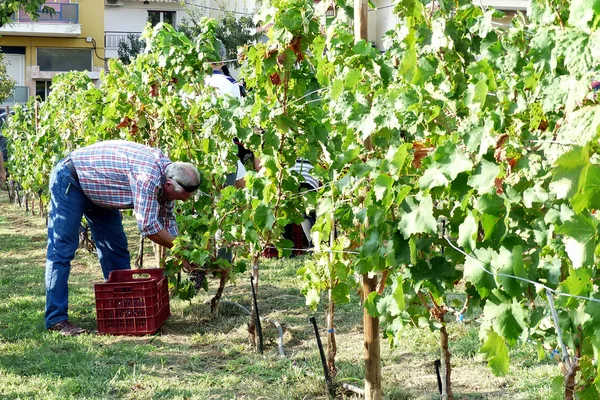 Agricultores recogiendo uvas de vino durante la cosecha en un viñedo, shallo — Foto de Stock