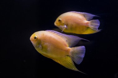 colorful tropical fish in aquarium clipart