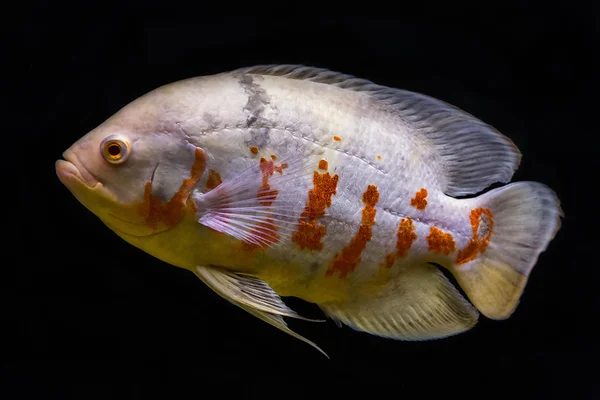 Colorful tropical fish in aquarium — Stock Photo, Image