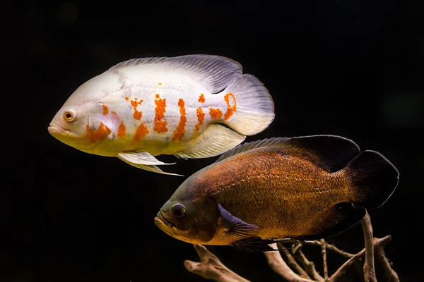 Барвисті тропічні риби в акваріумі — стокове фото