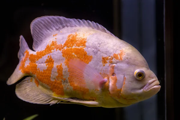 Colorful tropical fish in aquarium — Stock Photo, Image