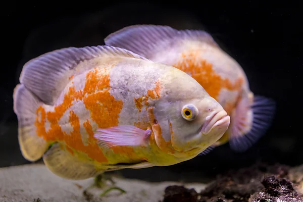 Colorful tropical fish in aquarium — Stock Photo, Image