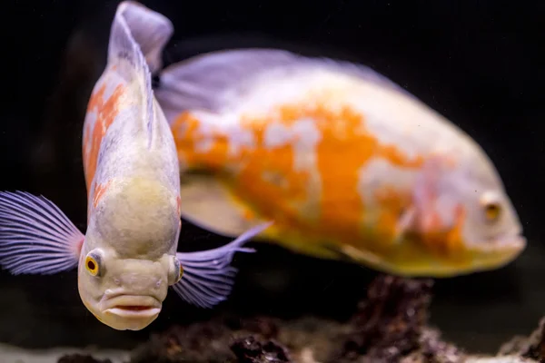 Colorful tropical fish in aquarium — Stock Photo, Image