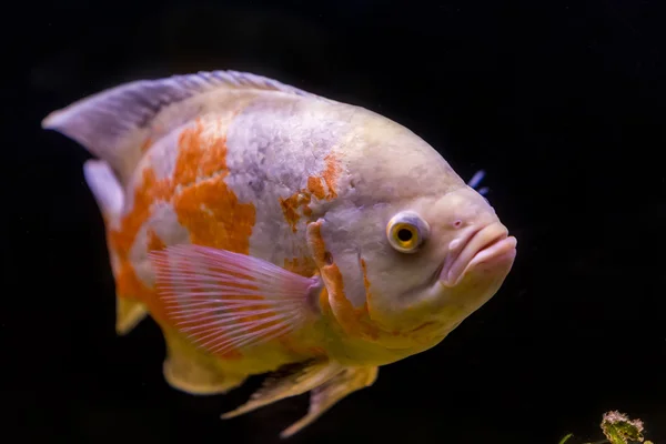 Colorful tropical fish in aquarium — Stock Photo, Image