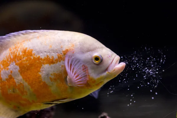 Colorful tropical fish in aquarium — Stock Photo, Image