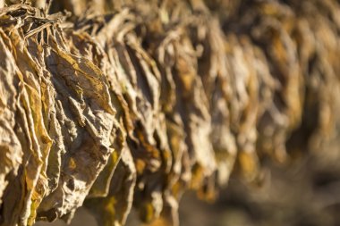 Tütün yaprakları kulübede kuruyor..