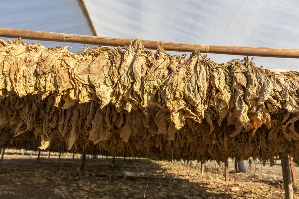 Tobacco leaves drying in the shed.