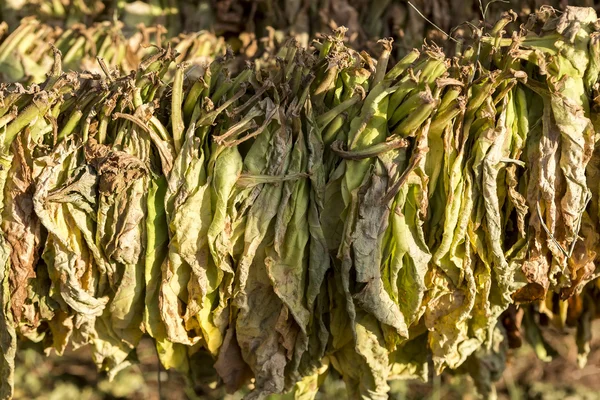 Tobacco leaves drying in the shed. — Stock Photo, Image