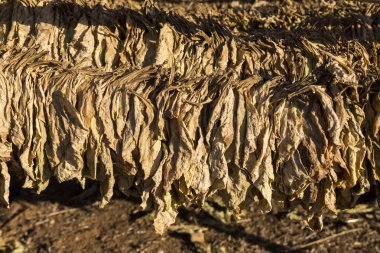 Tütün yaprakları kulübede kuruyor..