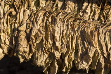 Tütün yaprakları kulübede kuruyor..