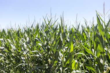 Mısır alan olgun kulaklı