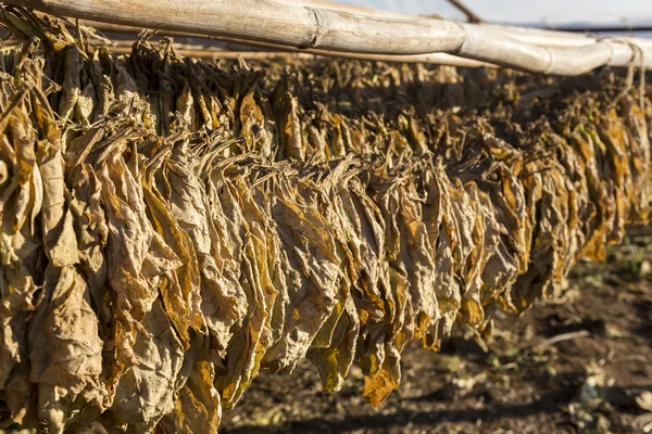 Tobacco leaves drying in the shed. — Stock Photo, Image