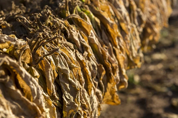 Tobacco leaves drying in the shed. — Stock Photo, Image