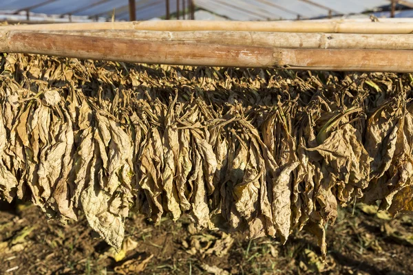 Hojas de tabaco secándose en el cobertizo . — Foto de Stock
