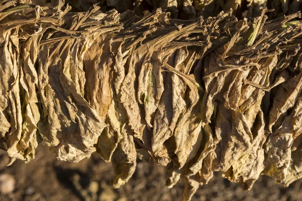 Tabákové listy suší v kůlně. — Stock fotografie