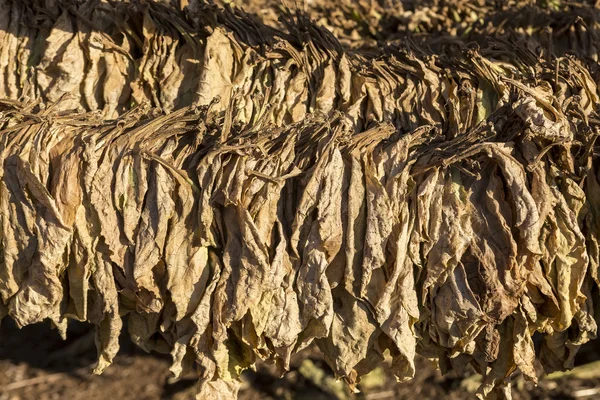 Tabákové listy suší v kůlně. — Stock fotografie