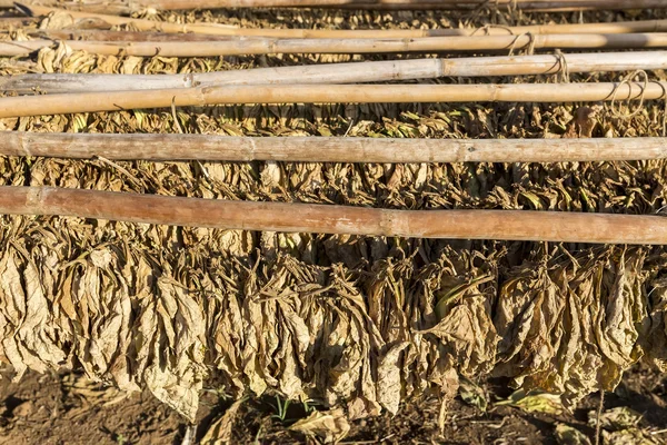 Tobacco leaves drying in the shed. — Stock Photo, Image