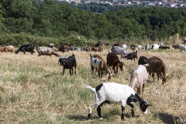 Herd of goats grazing in a meadow — Stock Photo, Image