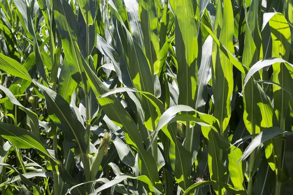 Corn field with ripe ears — Stock Photo, Image