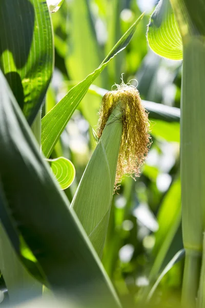 Campo de milho com orelhas maduras — Fotografia de Stock