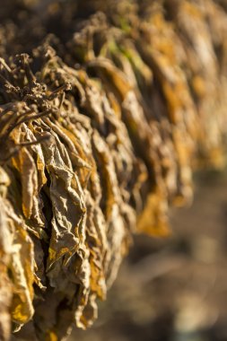 Tütün yaprakları kulübede kuruyor..