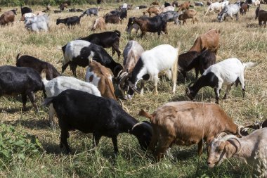 Bir çayırda otlatma keçi sürüsü