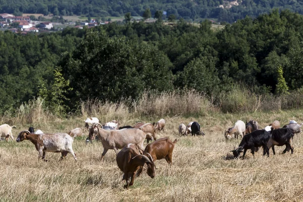 Herd of goats grazing in a meadow — Stock Photo, Image