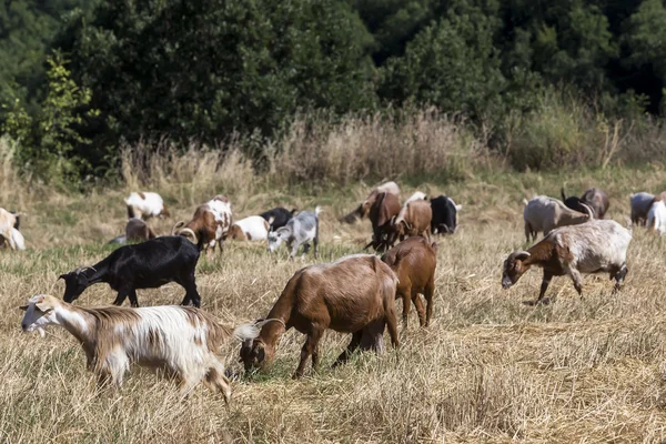 Ziegenherde weidet auf einer Wiese — Stockfoto