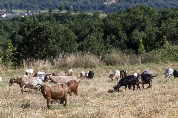 Manada de cabras pastando en un prado — Foto de Stock