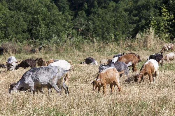 Manada de cabras pastando en un prado — Foto de Stock